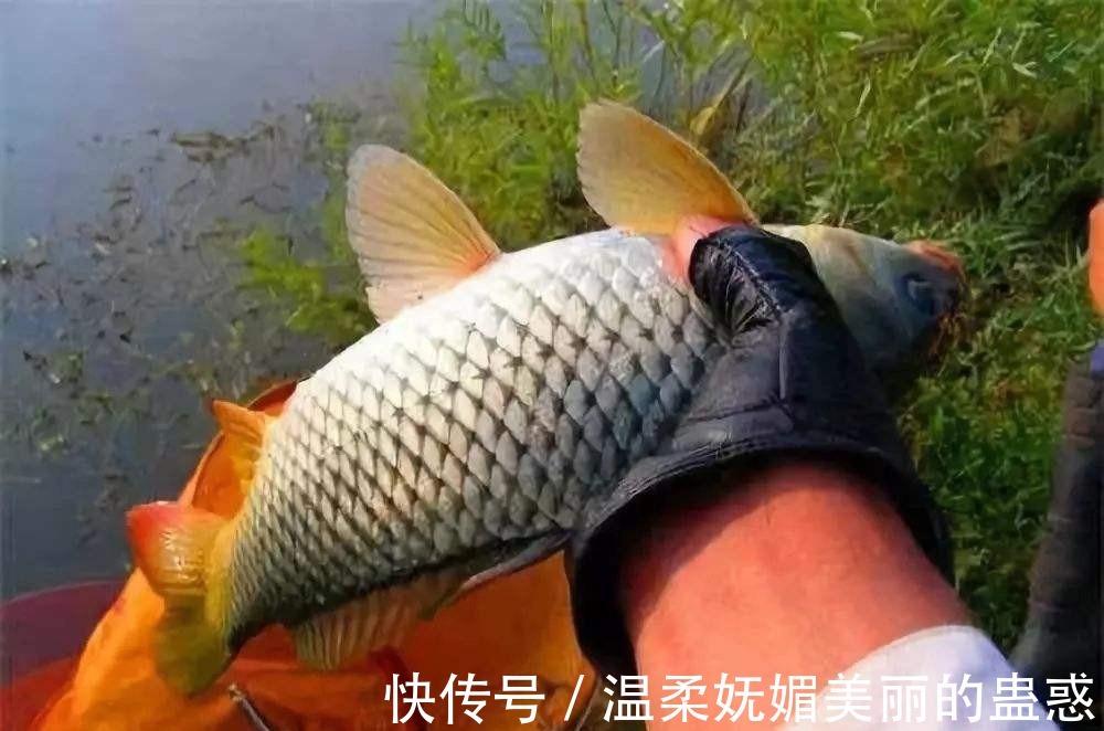 枸杞|钓鲤鱼最好的饵料不在渔具店,而在菜市场,这三样东西混合就行