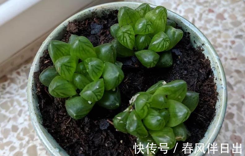 玉露|多肉植物玉露换盆、上盆、服盆要事