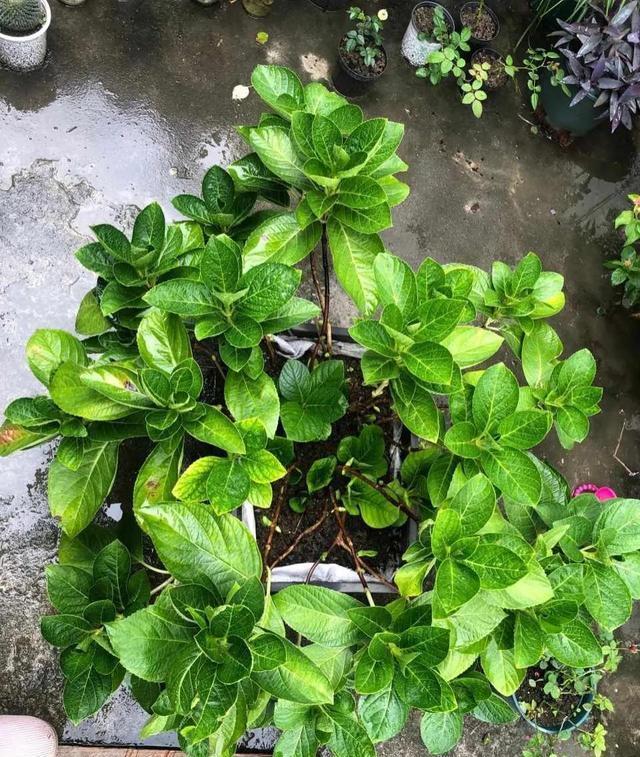 这4种花入冬就“假死”,简单处理一下,明年继续花开烂漫