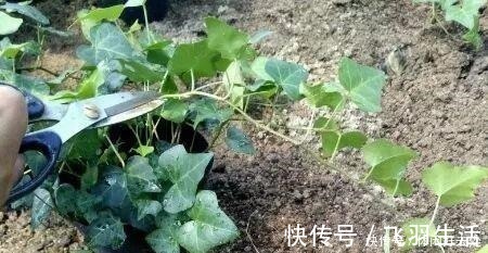 绿萝|这4种花 剪一段枝条丢水里就生根 家中绿意盎然！