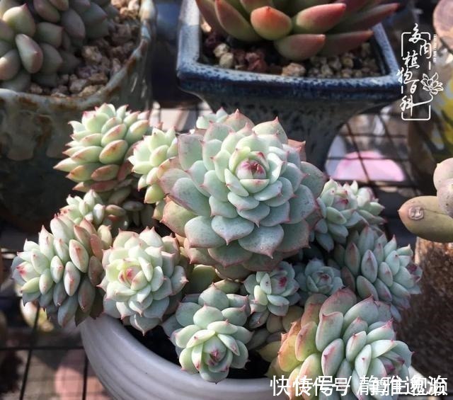 静夜|养多肉三年多，初见惊鸿！累并快乐着！养多肉三年多，初见惊鸿！累并快乐着！