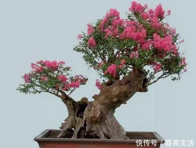 树木|盆景制作技法夏天来到,盆景脱衣换锦,有6种好处