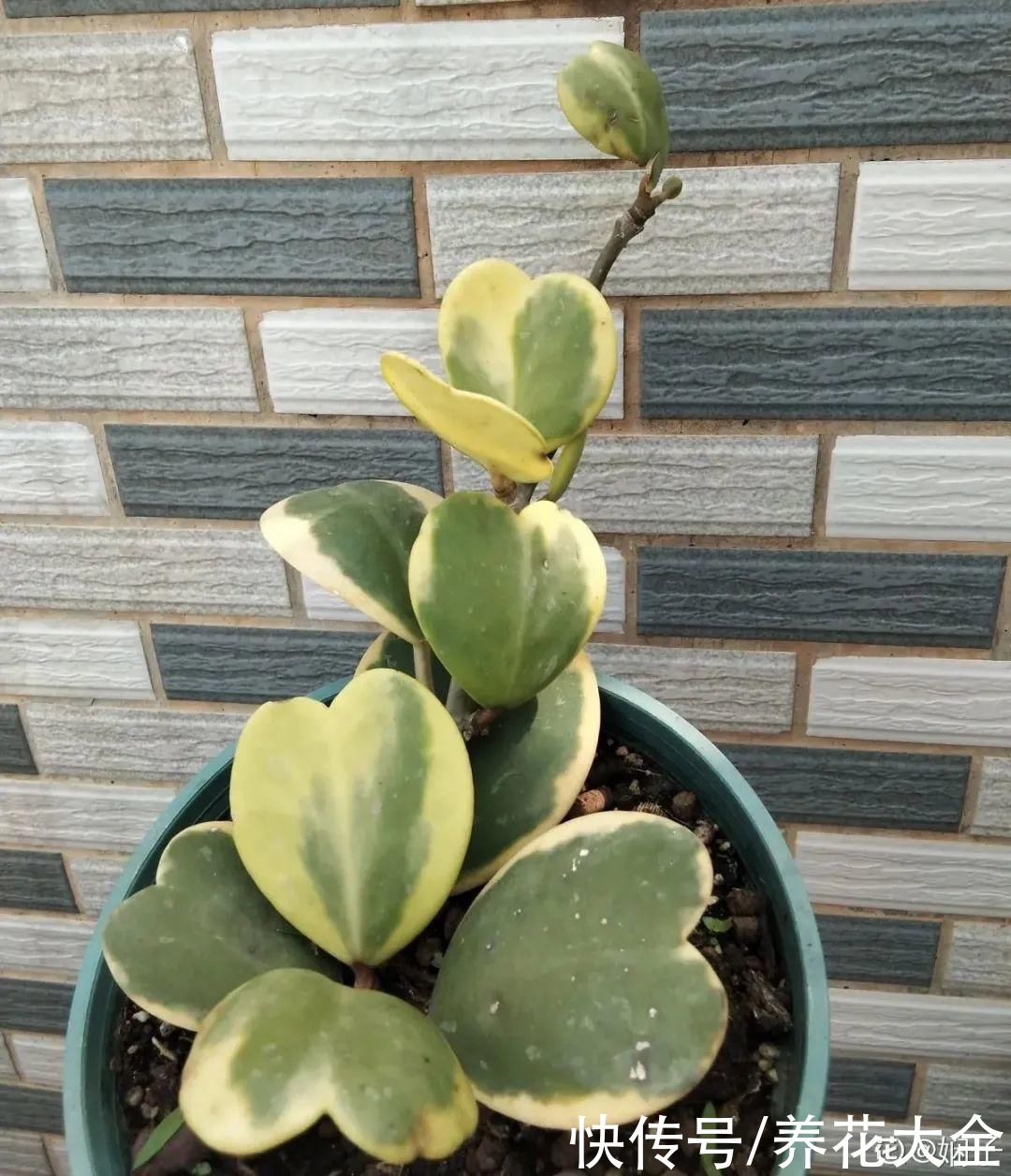 琴叶榕|大叶子耐阴花，室内一定养，叶子比脸大，真凉快