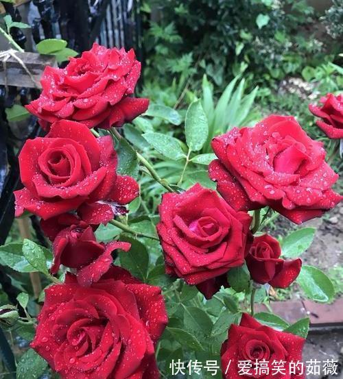 桂花|此花,比牡丹漂亮,比桂花还香,家里放一盆,能熏一室香,超赞!