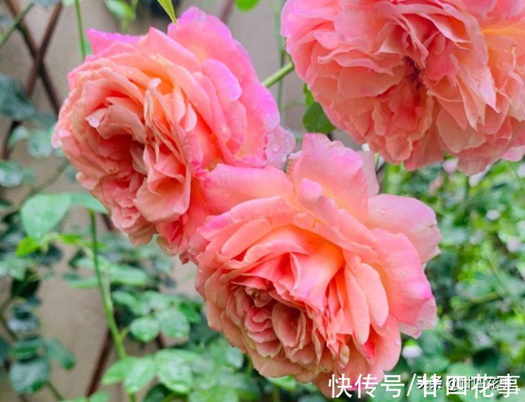 鱼肠|1种恶心的厨房废料,是月季的上好肥料,秋末埋一点,花朵大如拳