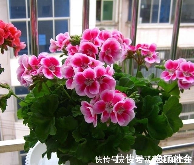 花海|这5种花很好养，浇水就行，有阳光就爆花，阳台变花海！