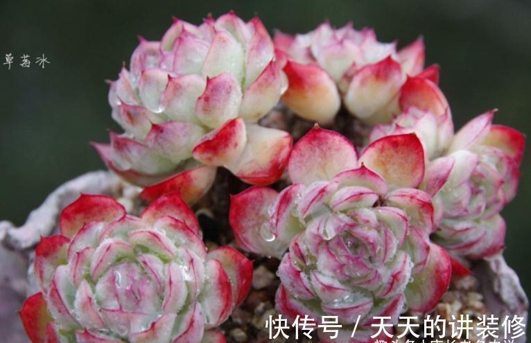 多肉防徒长的最佳方法只有一个——按部就班地养，它们才不会徒长