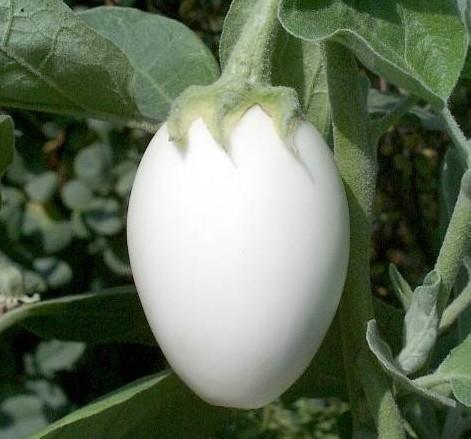 奶奶在阳台种“鸡蛋”,6个月采摘,1次收获“5斤”,够全家吃