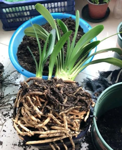 分株|君子兰五年不换盆换土长啥样?记住教训,分株的时候你会哭