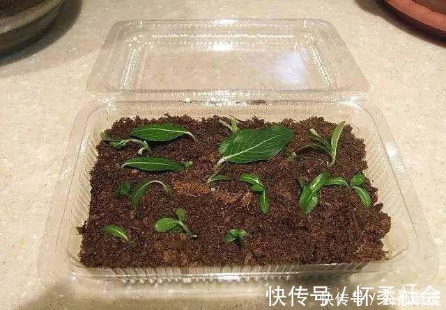 此几种花只要扦插就能成活爆盆，比几十块买来的都要漂亮