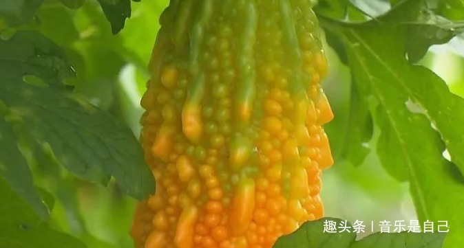 四季豆|女性到中年后,4种食物要多吃,排毒美容,养护肌肤,防止脑溢血