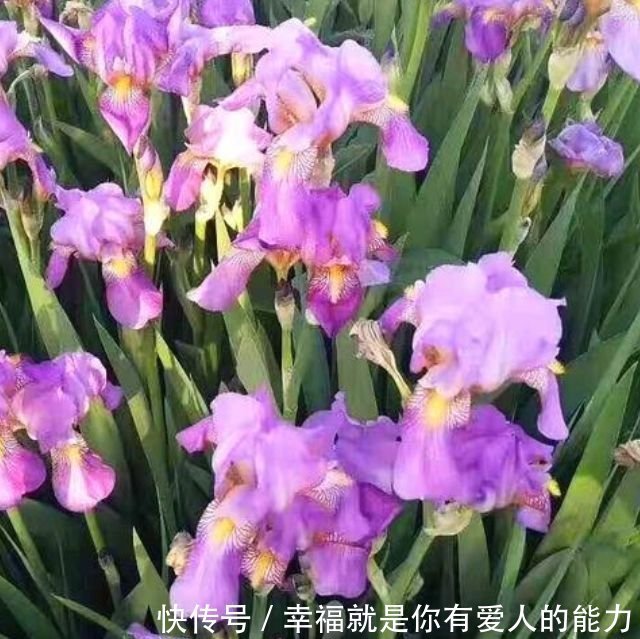 养花就养4种花，好养易活花量大，浇点水就疯长，花开爆盆超惊艳