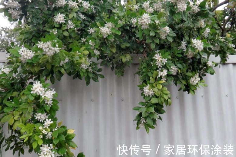 土质|九里香其实不难养,只要你能做到这4点