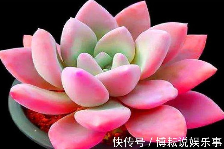 爱上多肉,那就养盆粉蓝鸟,浪漫梦幻,如诗如梦,优美动人