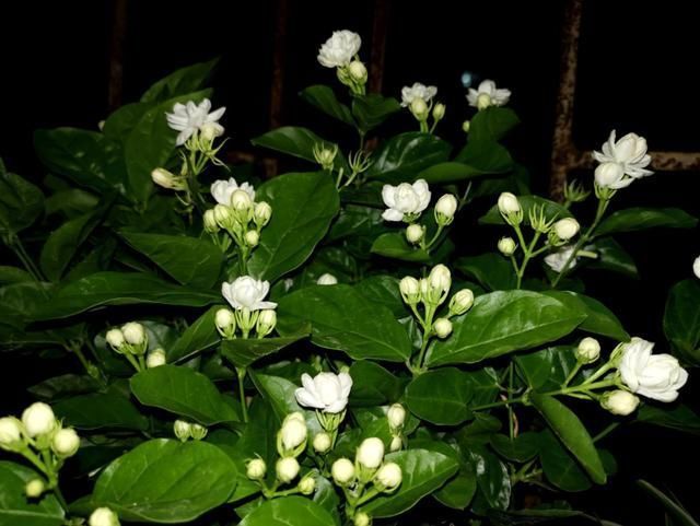 夏天养这花,每月要喂几滴食醋,叶子油绿、开花超多