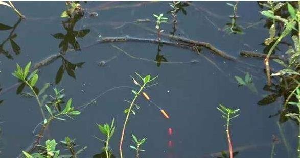 竖漂|轻松应对任何野钓水域，传统钓高手聊聊七星漂和竖漂的使用技巧