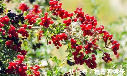 秋天|秋天养生很重要,推荐女性常吃3种食物,补益气血,预防子宫早衰