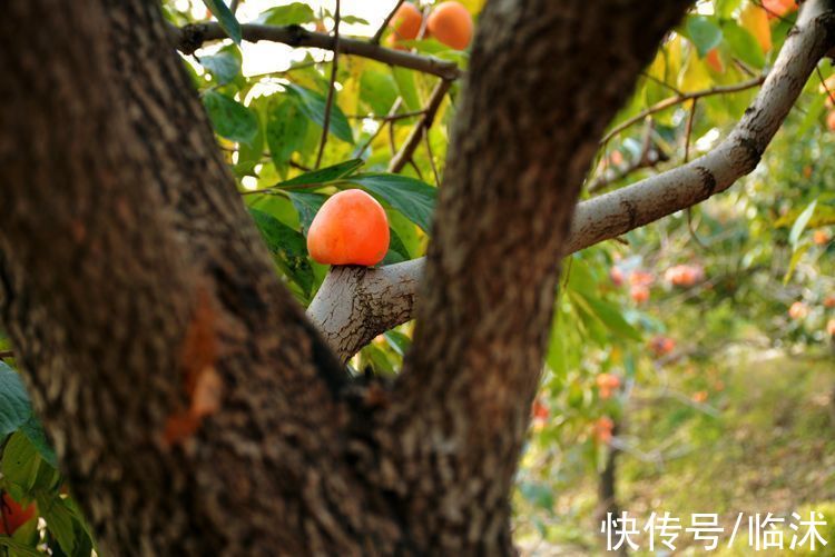 静怡|再游柿子沟