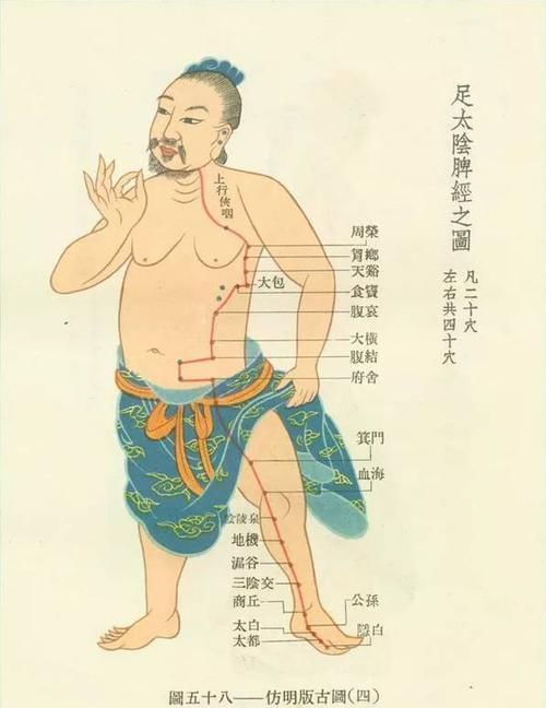 脾经|脾,后天之本!老中医带你品味人体脾经大药!补脾通络,胜吃补药