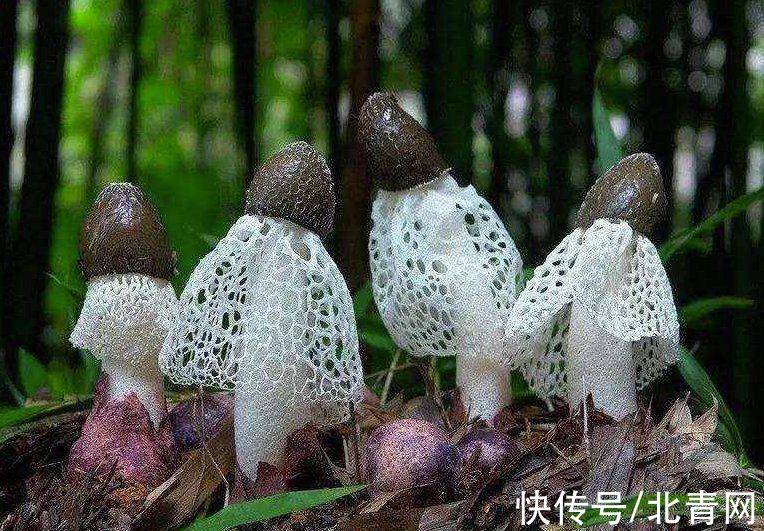 维生素b|“草八珍”菌中皇后话竹荪