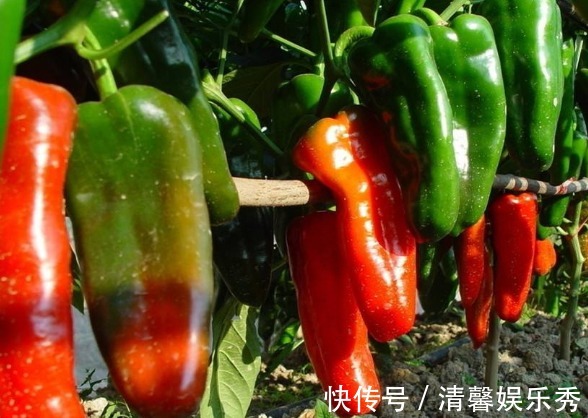 辣椒|“常吃辣椒更保健康”，医生：以下3类人一口也别吃，容易胃穿孔