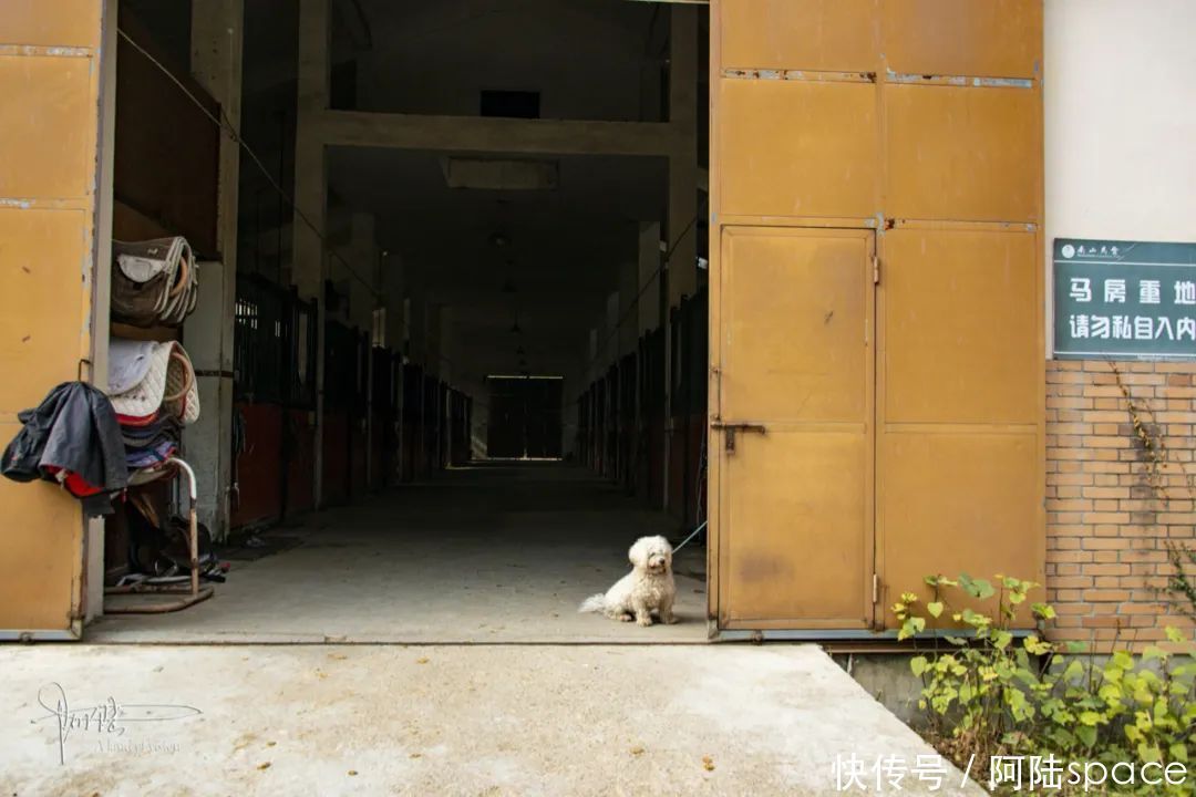 骑马|想体验骑马不一定要去内蒙古,在嘉兴南北湖就可以圆这个梦