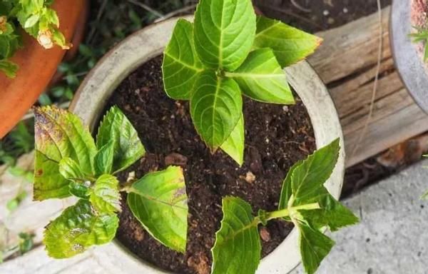 春天养殖绣球花，这么照顾小苗，开花劲头比老苗大