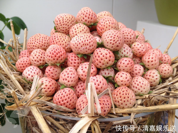 世界上最稀|超稀有的水果,有钱也买不到,菠萝莓