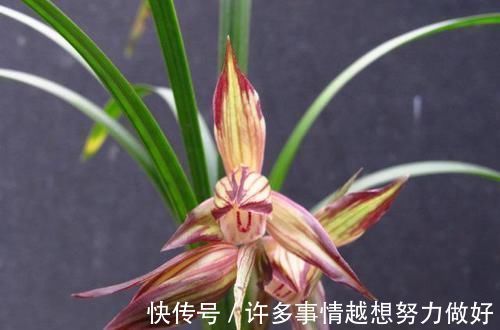 叶片|要想兰花养得好,这5步少不了,根正苗红就是这么养出来的