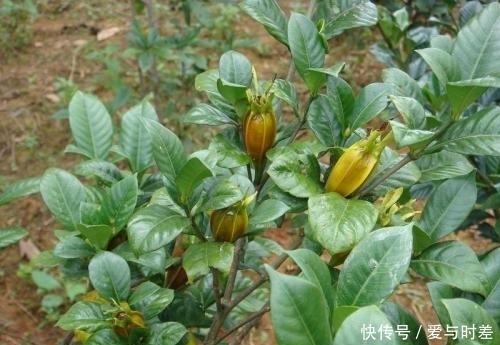 湿气不除百病生,泡脚时加一物,坚持一个星期,湿气慢慢消退了