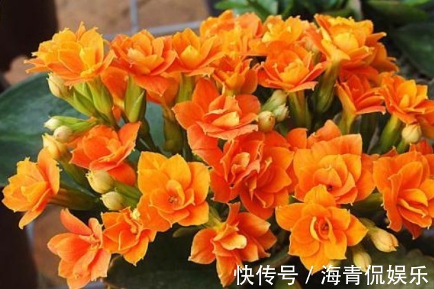 养长寿花时,避开2大“雷区”,植株越长越旺,花多叶茂轻松爆盆