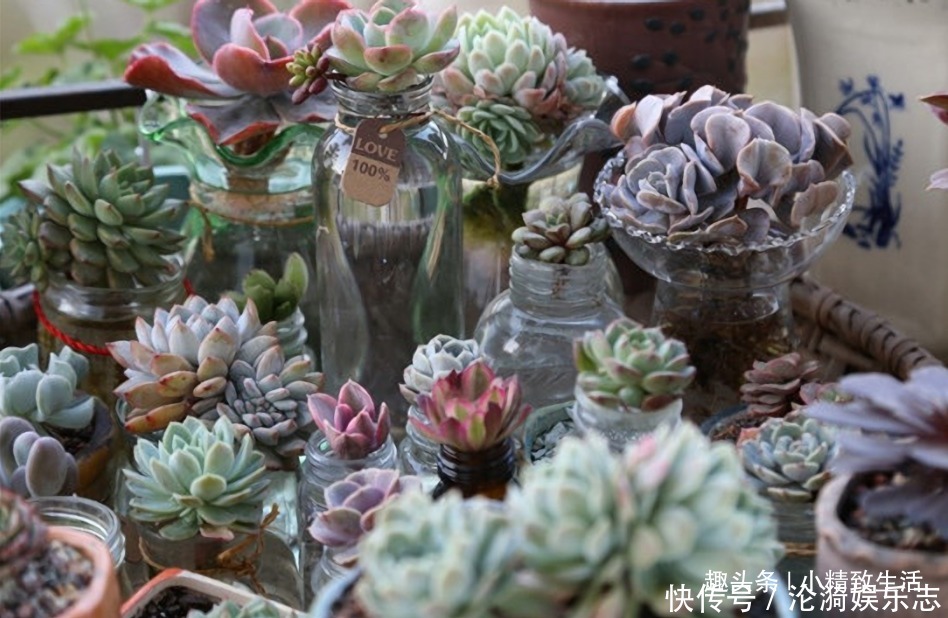 多肉|不喜水的多肉，却可以水培2种操作方法，肉肉照样出状态