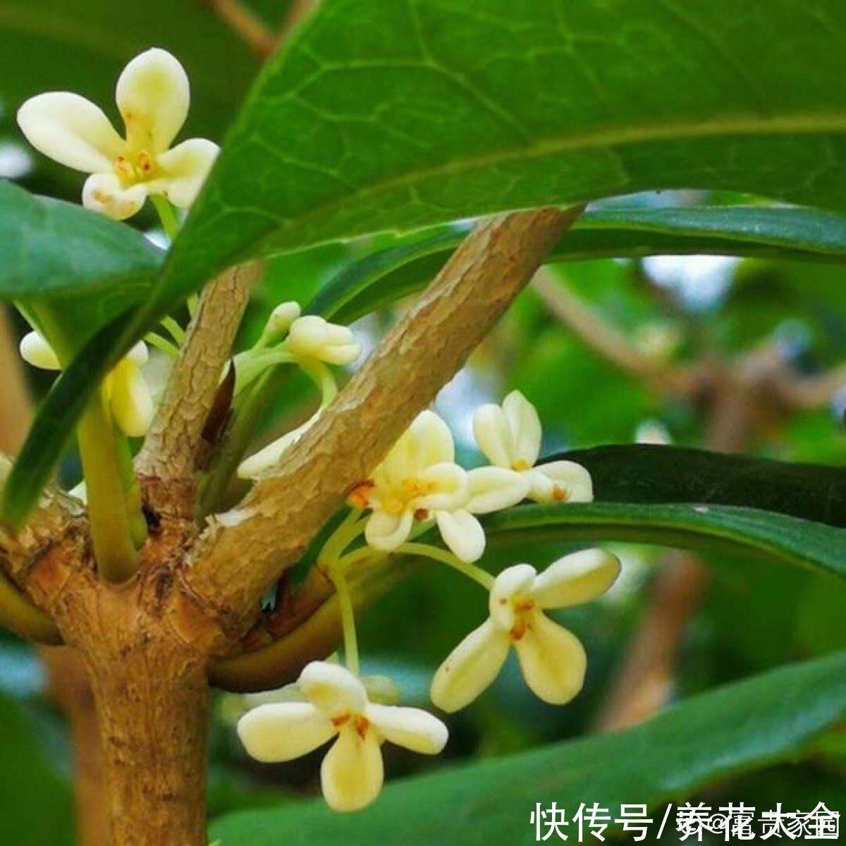 农村人的院子超上档次，种花不在多，关键是选好品种