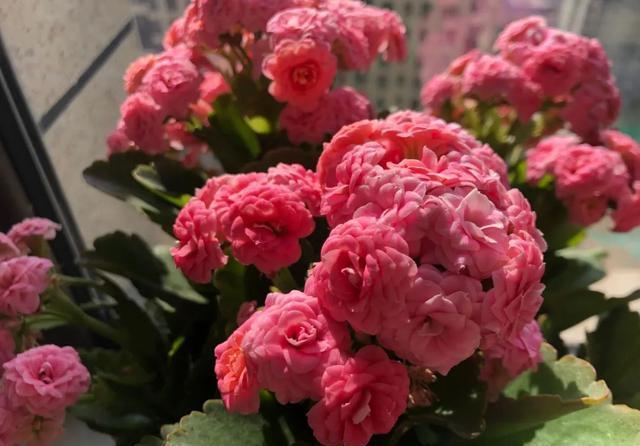 硫酸亚铁|40年老花友的养花浇水秘方,今天分享给大家