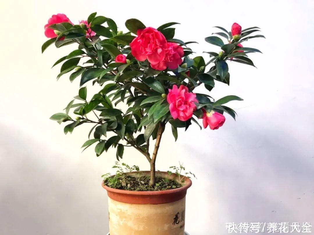 夏天怕晒的花，赶紧搬到阴凉地儿，再晒成枯杆了