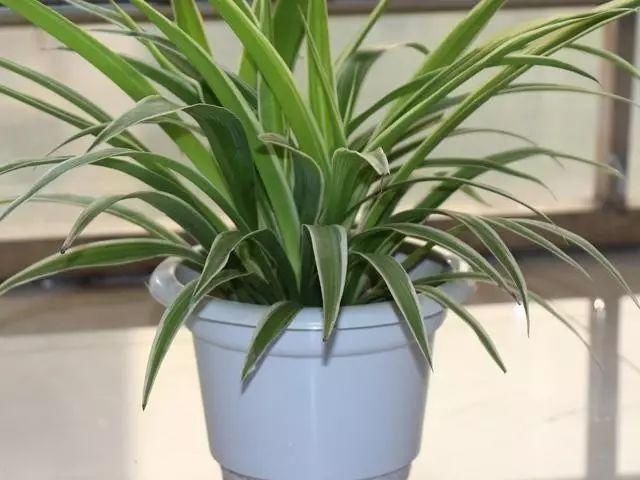 适合卫生间养的5种植物，耐阴还能去异味！