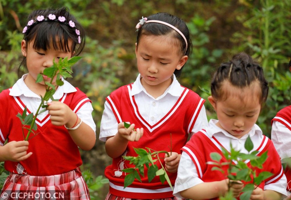 文化|贵州黔西：中草药文化进校园