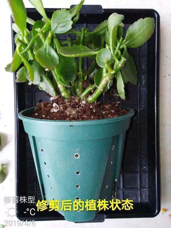 长寿月季花后赶紧剪一刀,剪完就开花,一直剪一直开!