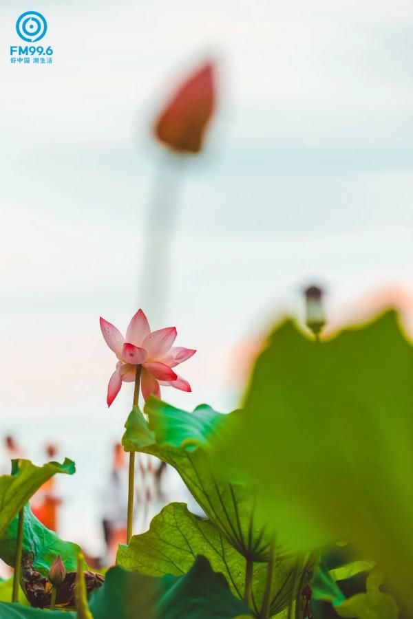 阳光|今日夏至，宜读诗赏雨吃瓜，期待阳光