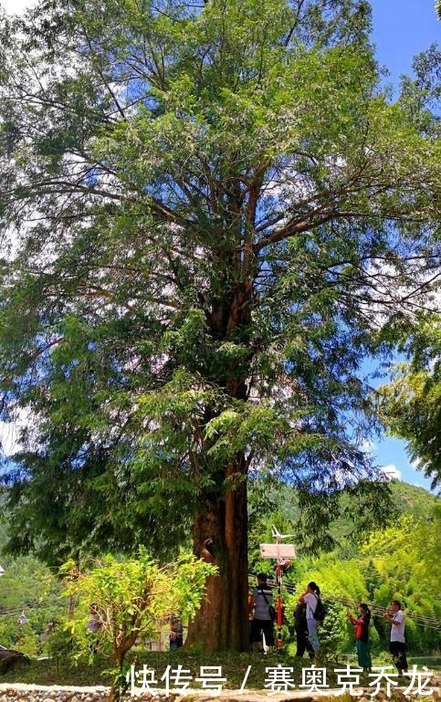 夏日|周末自驾广东海拔最高的千年古瑶寨，夏日独享22度的生活！