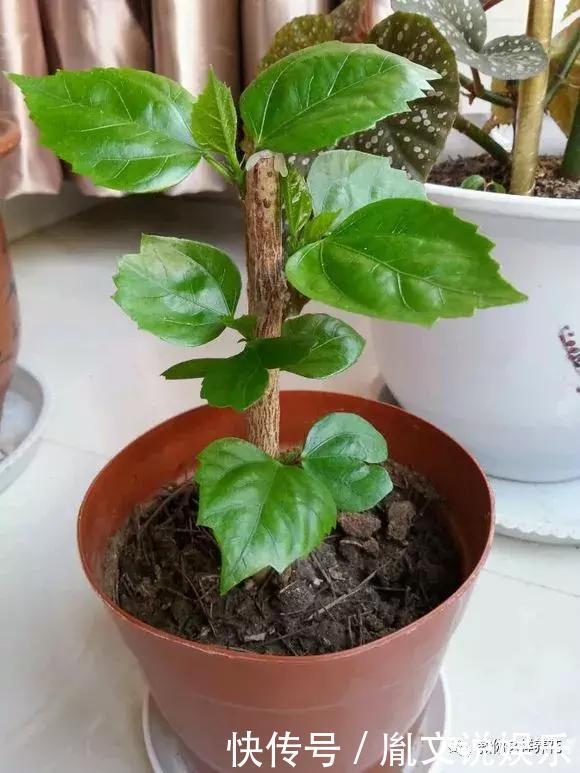 种花|1种花一开就是300多天,好养又漂亮,新手懒人都能养!