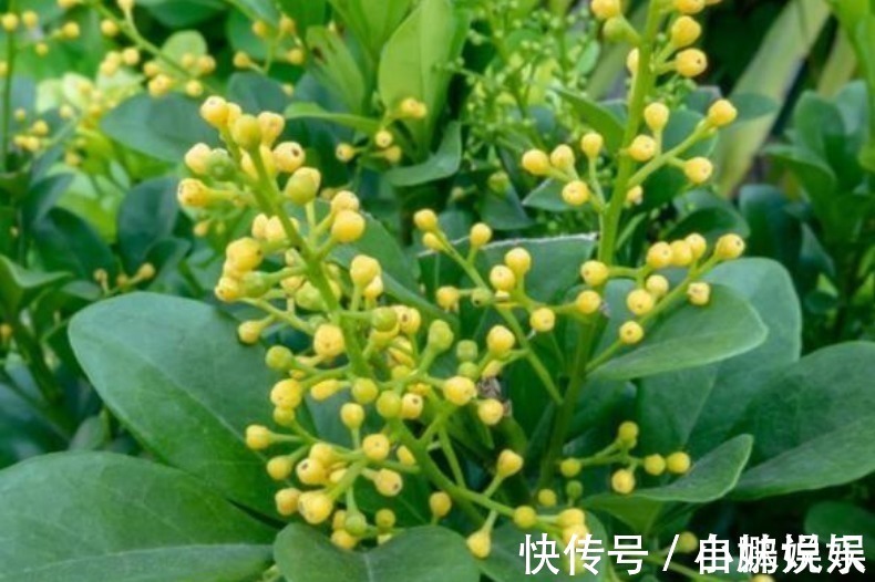 香雪兰|3种花,现在“赶快”养家里,开花多,花朵艳,满屋都飘香!