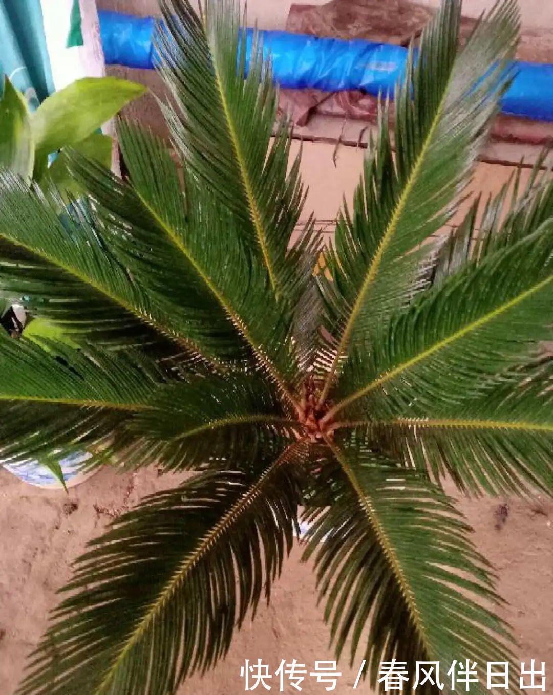 超级耐旱花,整个冬天不浇水,还能胖一圈!