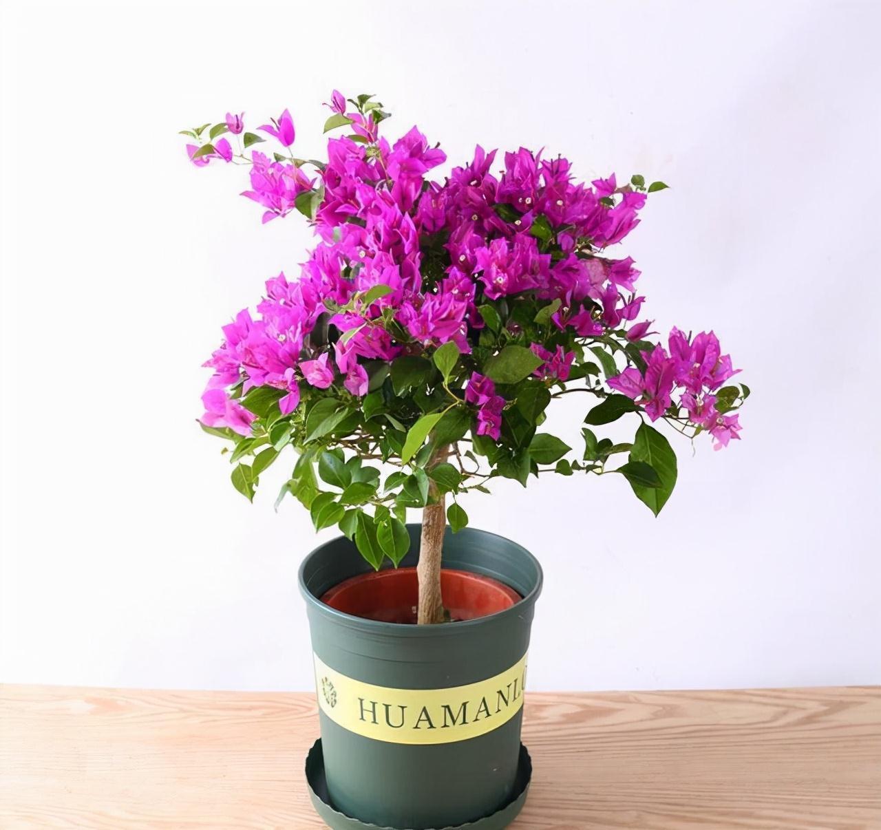 农历9月18霜降后,养什么花?家里养3种花,富贵安康幸福常伴