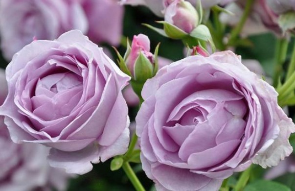 三个国外培育出来的月季，花朵颜色十分鲜艳，而且抗病性能非常强