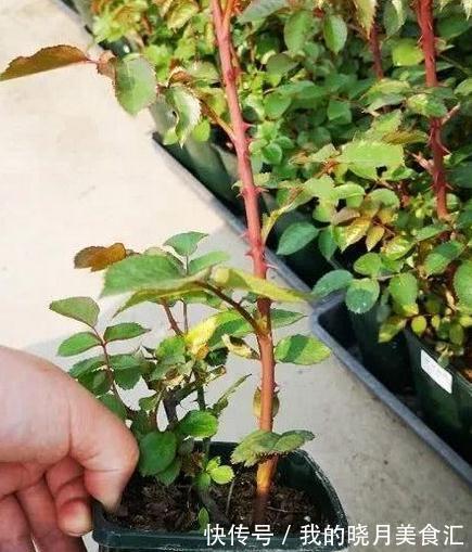 同样给月季压枝,邻居的长出5根大笋芽,我的却一个不长,咋回事