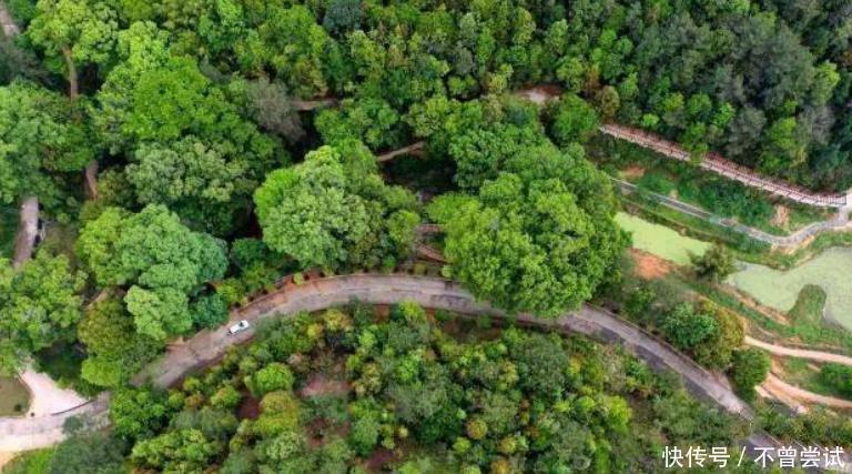 青檀树|中国宣纸制造技术被觊觎?日本盗走后仿制赝品,中国市场被抢占!