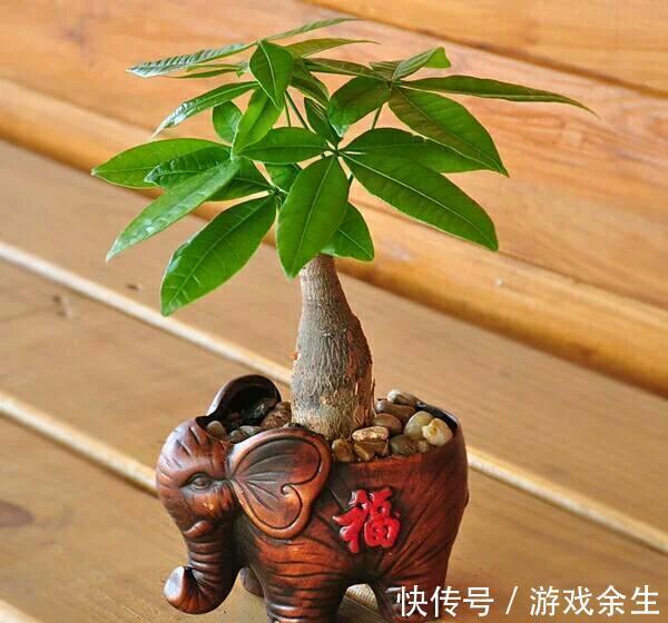 叶片|6种“吉利花”不要晒太阳,放在阴凉处,才能长得棒,富贵又旺家