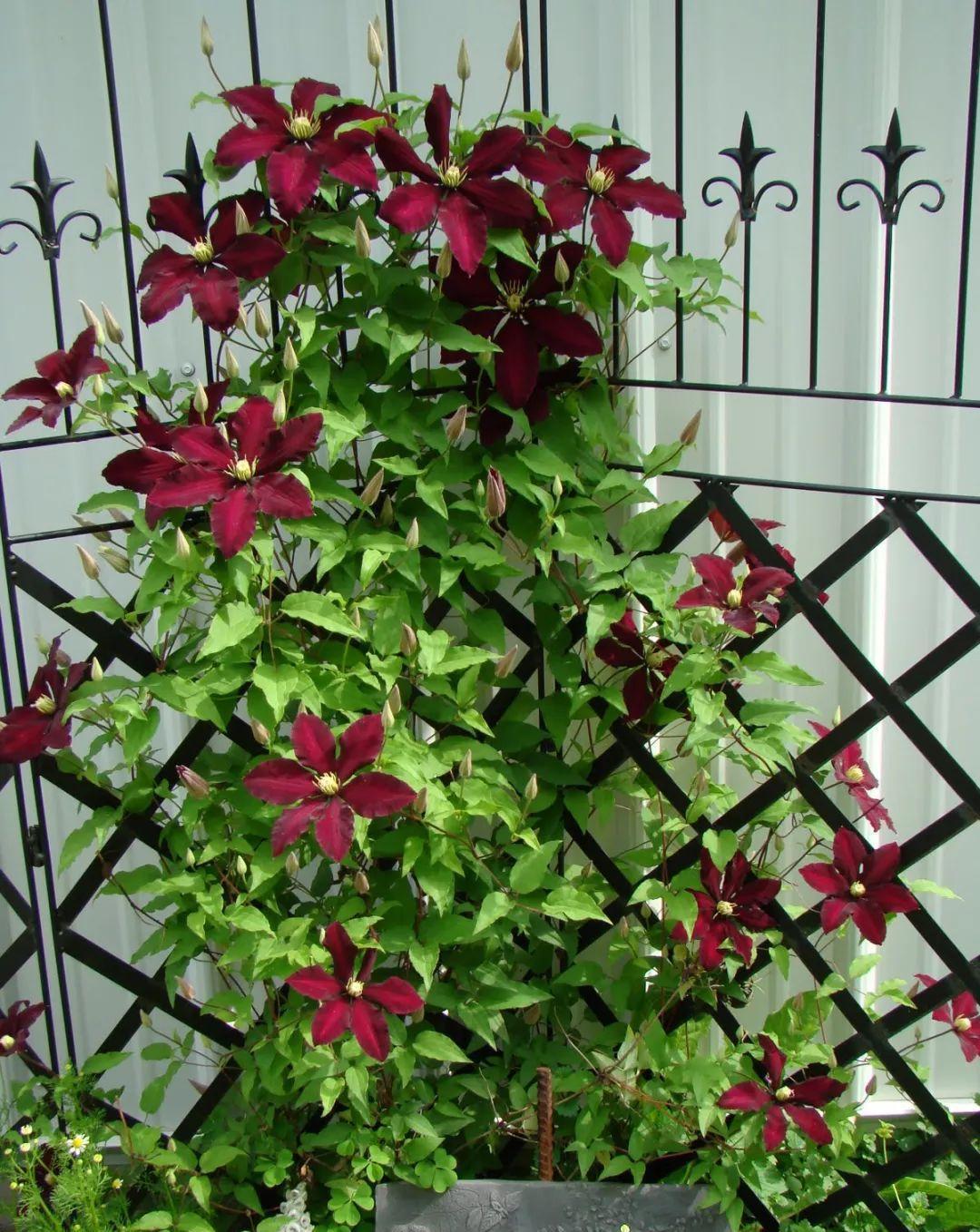 4种“泼辣花”，要用大盆养，开花多到炸，小盆养，越养越差