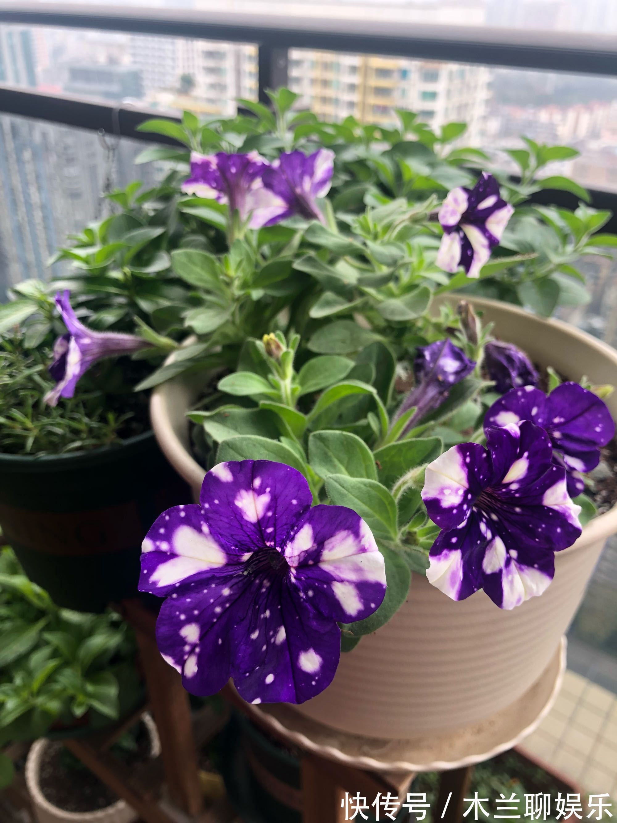 喜欢养花，不如养盆荷包花，其花朵奇特美丽，红花翠叶